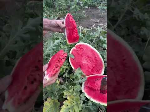 Видео: #каристан#чемпионвкуса#фаворитполей#сладкий#сочный#ароматный