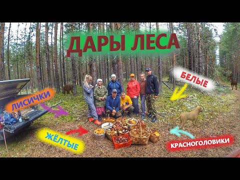 Видео: Сколько же здесь грибов!? Дары леса. Хороший урожай