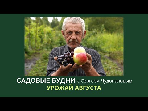 Видео: Садовые будни с Сергеем Чудопаловым. Урожай августа