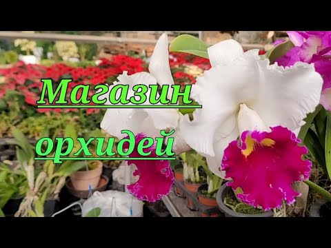 Видео: Магазин орхидей.Каттлеи,Онцидиумы,Дендробиумы.