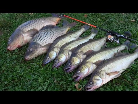 Видео: Жесть рыбалка. Ловля огромных карпов и судака на силиконовые приманки