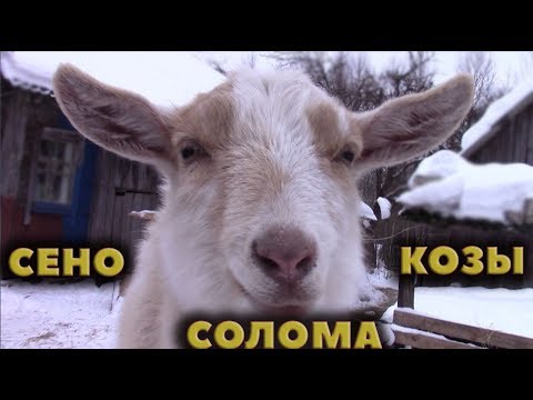 Видео: Сено, солома, козы