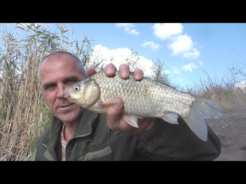 Видео: Рыбалка на осеннего карася. Как поймать карася на простые снасти  в октябре