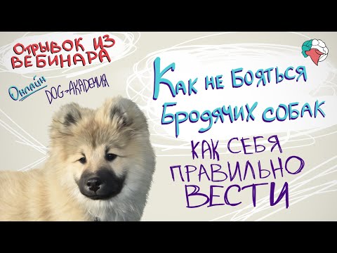 Видео: Правила поведения с уличными собаками. Как перестать бояться бродячих собак. Бродячие СТАИ собак.