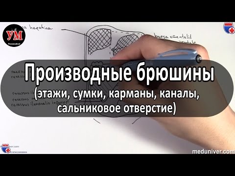 Видео: Производные брюшины -  этажи, сумки, карманы, каналы, сальниковое отверстие - meduniver.com