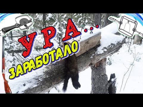 Видео: Охота На Соболя | Капканы: СУАС в Первые Сработал