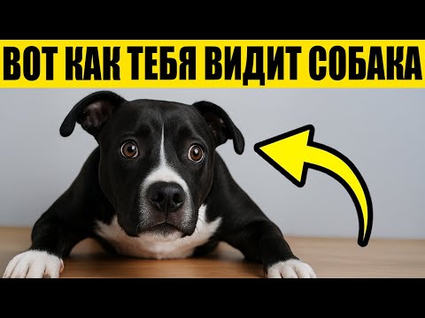 Видео: Твоя Собака НЕ ДУМАЕТ, Что Ты Человек – правда шокирует!