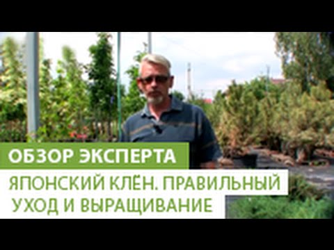Видео: Японский клён. Правильный уход и выращивание японского клёна