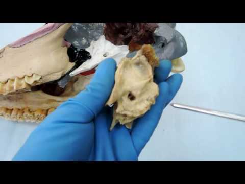 Видео: Видеозанятие 7 «Строение и видовые особенности височной теменной и межтеменной костей»