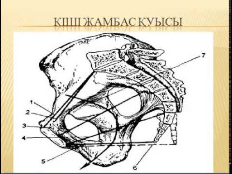 Видео: Әйел жамбас сүйегі және оның өлшемдері.