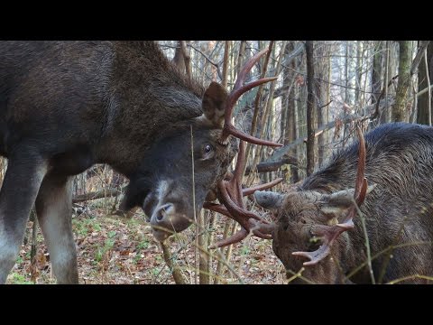 Видео: Лоси