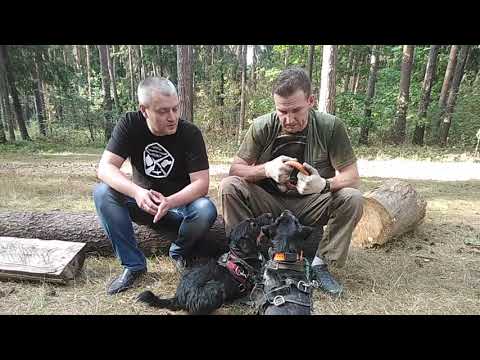 Видео: Ягдтерьеры. Общение с заводчиком.