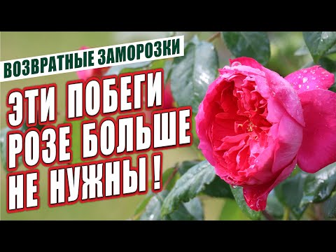 Видео: ВОЗВРАТНЫЕ ЗАМОРОЗКИ. ЭТИ ПОБЕГИ РОЗЕ БОЛЬШЕ НЕ НУЖНЫ!