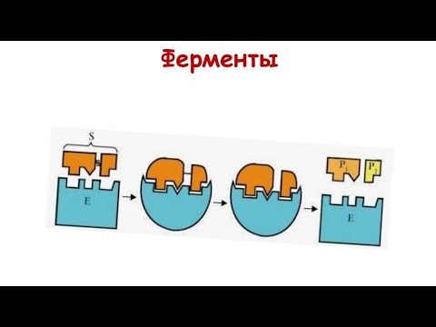 Видео: Ферменты