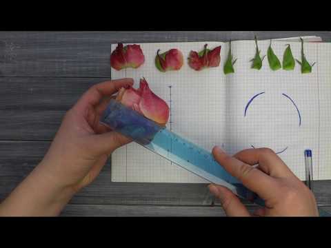 Видео: Ботанический разбор РОЗА 3D