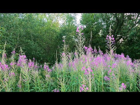 Видео: Петергоф, Луговой парк, Руинный пруд, рыбы, травы, коты и дача