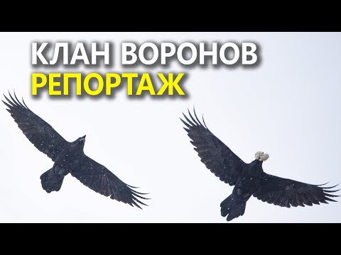 Видео: Чёрный Ворон и его родственники