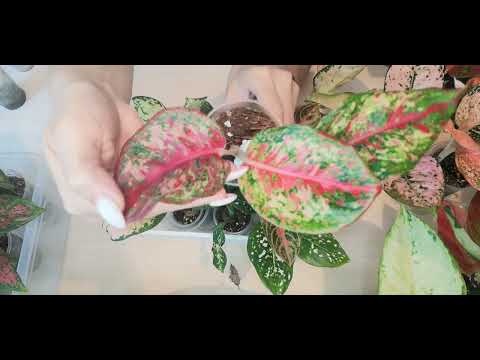 Видео: 🍀Аглаонема Неон. Обзор аглаонем на июнь 2024 год 🍀