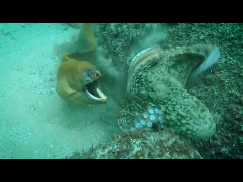 Видео: Вот что бывает, когда МУРЕНА видит осьминога! Удивительные случаи с муренами, снятые на камеру!