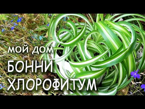 Видео: Хлорофитум БОННИ