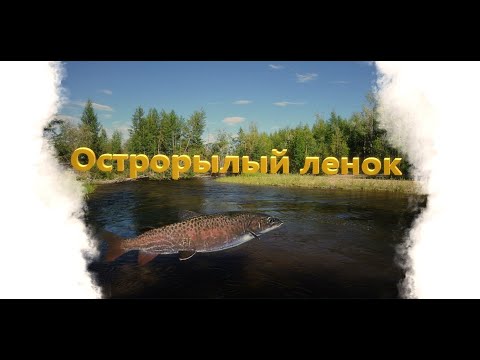 Видео: "Мутант" Острорылый Ленок. Буор-Юрях. Русская рыбалка 3