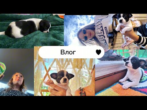 Видео: Влог: покупка щенка чихуахуа забираем малыша домой )❤️💋