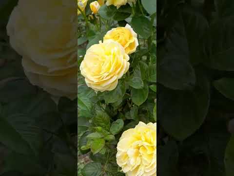 Видео: Розы которые не болеют