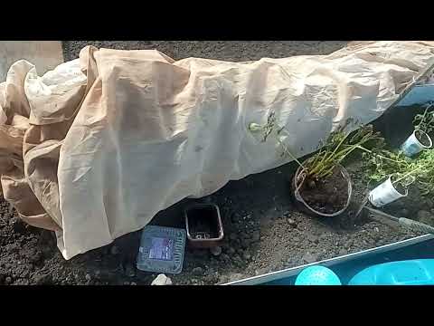Видео: Теплица. Высаживать томаты или нет?