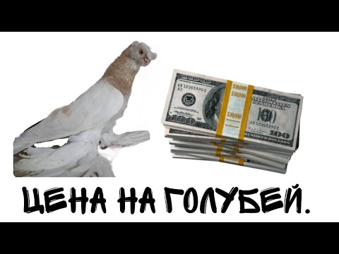 Видео: Цены на голубей и что на них влияет/номер телефона87012184683