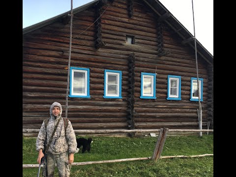 Видео: Волкособы. Лайки Григорьева В.А. Поражение печени человека (мало кто знает). Вылечить невозможно.