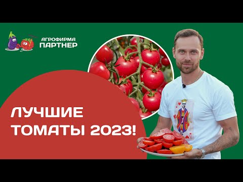 Видео: Лучшие томаты 2023! Подводим итоги сезона. Как и когда прищипывать томаты.