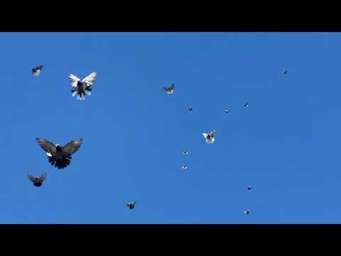 Видео: Голуби Васильевка