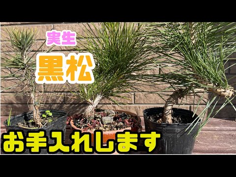 Видео: [Куромацу Бонсай] Уход за рассадой. 2021.2022 студенты. Проводка и пересадка.