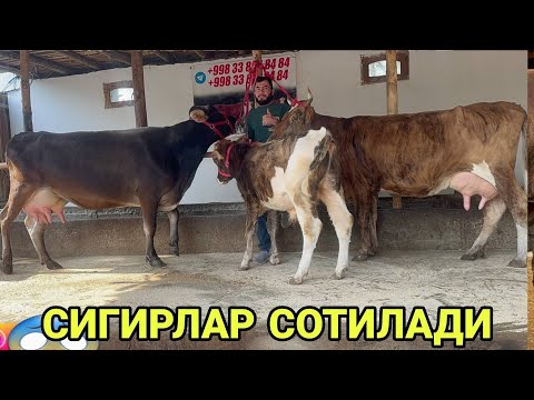 Видео: ШОМИРОДНИ БОЗОРИДА 3 БОШЛИ ТОЗЗА ШВЕД ТАРГИЛ ОЛА СИГИРЛАР СОТИЛАДИ SOTILADIGON SIGR 22 октября 2024