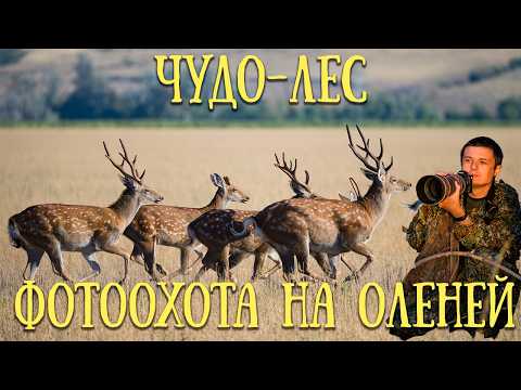 Видео: Посетил чудо-лес! Встретил пятнистых оленей.