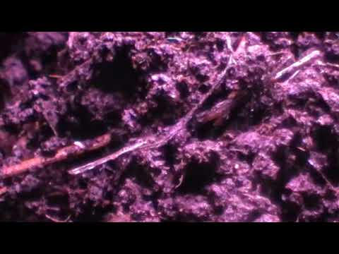 Видео: Белый клещ подура и мой способ борьбы с ним  Ответ ВладиМих