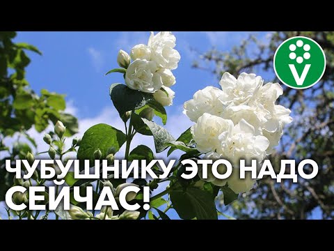 Видео: КАК ПОУХАЖИВАТЬ ЗА САДОВЫМ ЖАСМИНОМ?! Вот что гарантирует шикарное цветение!