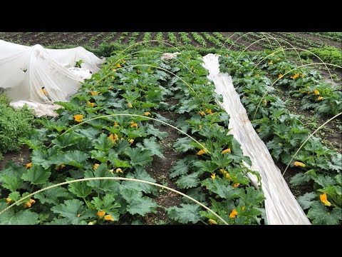 Видео: Дощ лупить, нічого не роблю, перший вихідний за пів року. Показую що є на сьогодні