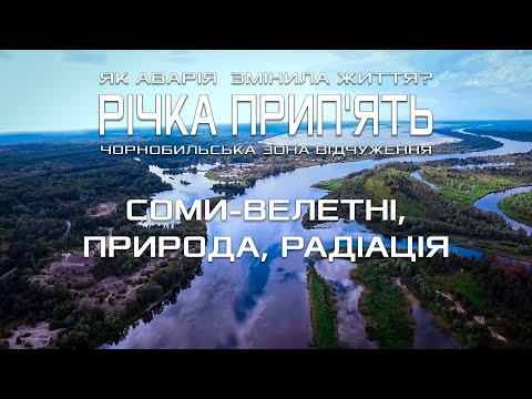 Видео: Чорнобиль: Річка Прип'ять — життя після катастрофи. Соми-велетні, радіація та відродження