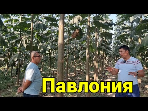 Видео: Павлония хакида тулик малумот Eco zamin плантациялари