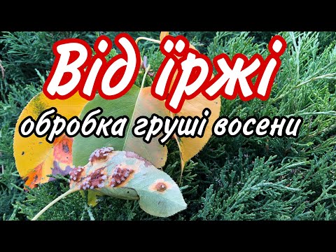 Видео: ЇРЖА на ГРУШІ.Знаю як ЗНЕШКОДИТИ.Обробка восени.