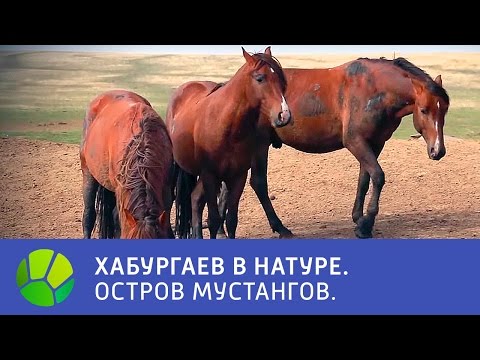 Видео: Остров мустангов - Хабургаев в натуре | Живая Планета