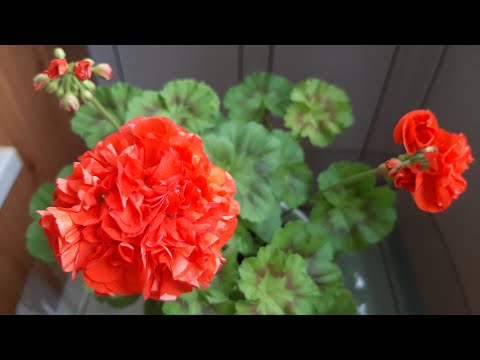 Видео: Осенние подкормки для пеларгонии. Какое удобрение выбрать.