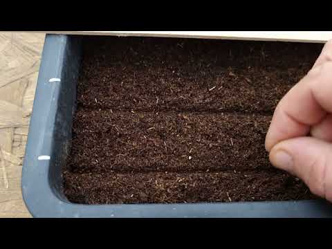 Видео: Семена гацании и виоллы сею только так, всходы всегда дружные, щёткой.