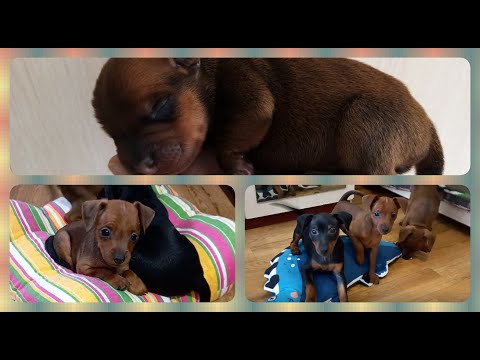 Видео: Как растут щенки цвергпинчера от 0 до 2,5 месяцев / Miniature Pinscher puppies from 0 to 2.5 months