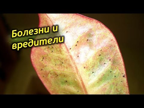 Видео: Болезни и вредители Кротона. Как спасать и чем лечить заболевшее растение.