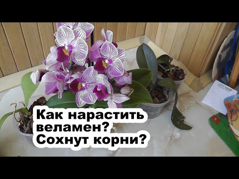Видео: как образуется веламен на корнях орхидеи  Почему корни сохнут