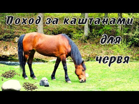 Видео: Как вырастить червя в навозе!?