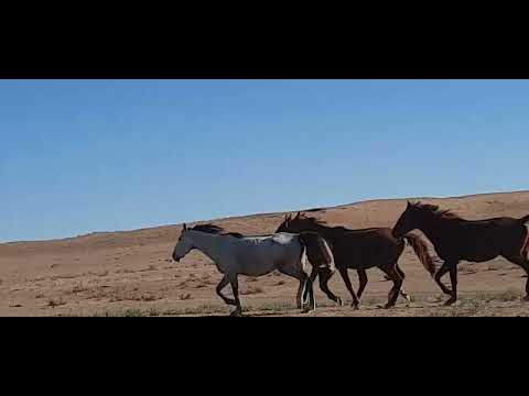 Видео: Көктал жылқы, Жүзтай үйірі 4 бас бие