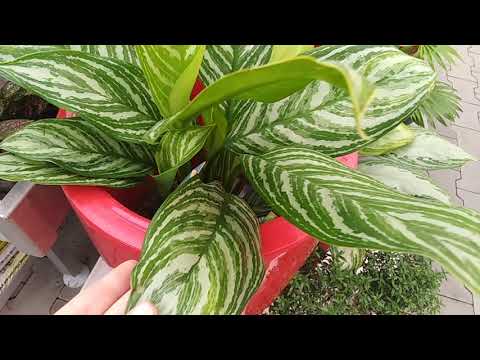 Видео: Комнатные цветы. Шикарный ассортимент комнатных растений в Садовом центре"Планета Лета".